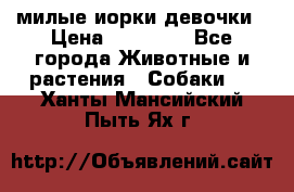 милые иорки девочки › Цена ­ 15 000 - Все города Животные и растения » Собаки   . Ханты-Мансийский,Пыть-Ях г.